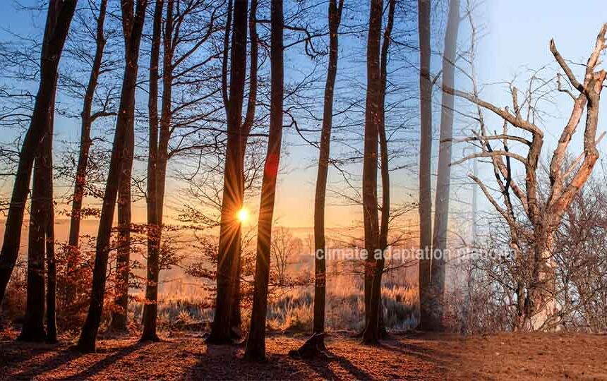 Balancing Ghana’s Cocoa Production and Forest Conservation