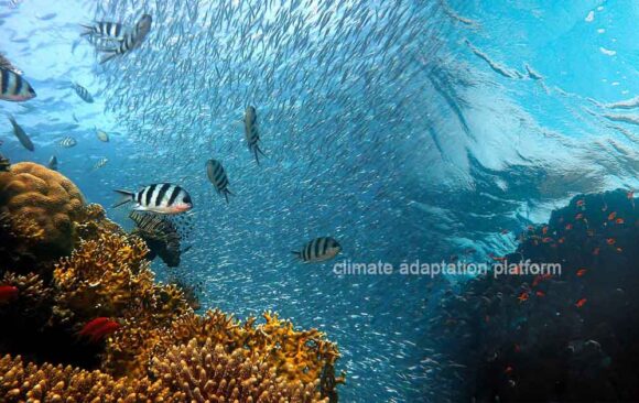 Is Climate Change Driving Fish Stocks to Deeper Cooler Waters?