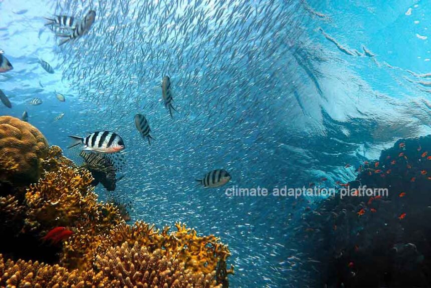 climate adaptation Climate Change Is Driving Fish Stocks Is Climate Change Driving Fish Stocks to Deeper Cooler Waters?