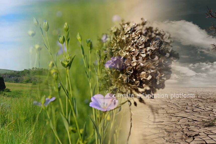 climate adaptation How Texas Restoration of Prairies How Texas Prairie Restoration Projects Strengthen Water Security