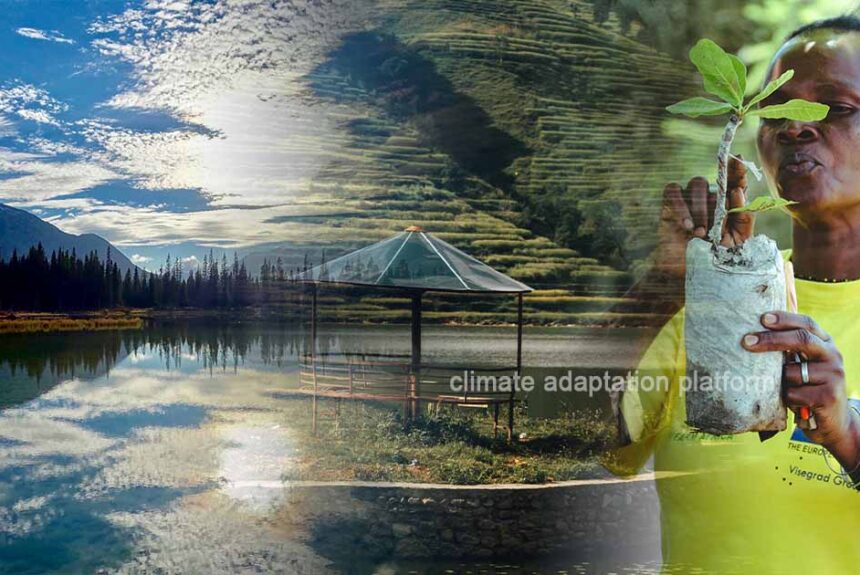 Reforestation Brings Healing to Africa’s Degraded Lands