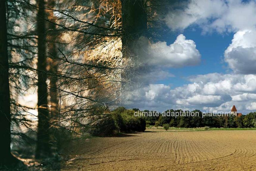 Albedo Fall Could Offset Climate Value of Forest-based Projects