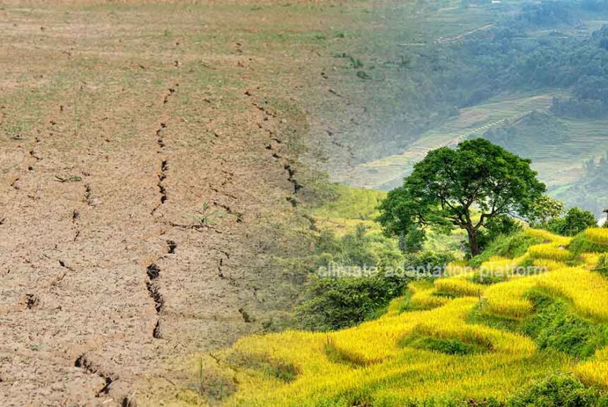Developing Climate-Resilient Crops to Strengthen Food Security