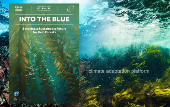 climate adaptation The Hidden Wealth of Kelp Forests Kelp Forests: Ocean’s Useful Ecological and Economic Resources