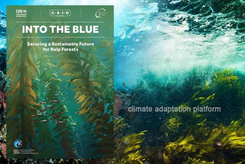 Kelp Forests: Ocean’s Useful Ecological and Economic Resources
