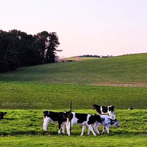 climate adaptation new zealand emissions cut economy