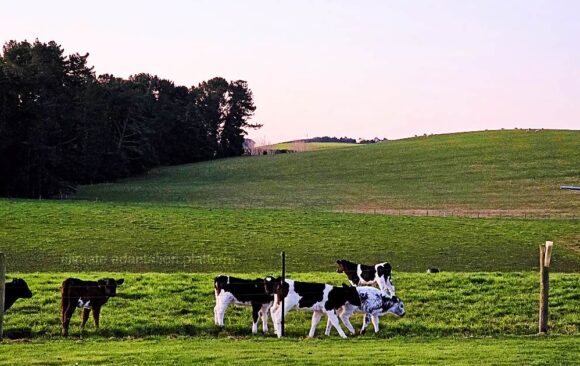 climate adaptation new zealand emissions cut economy climate adaptation new zealand emissions cut economy
