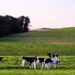 climate adaptation new zealand emissions cut economy