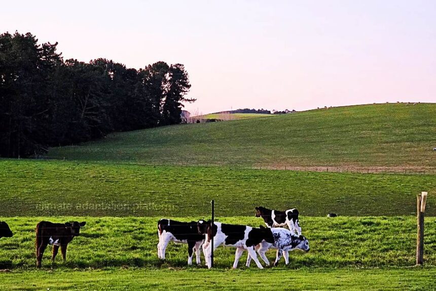 climate adaptation new zealand emissions cut economy