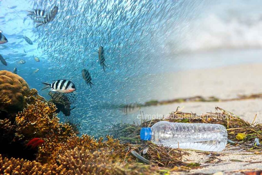 Sixty Countries Endorse Historic Ocean Biodiversity Pact