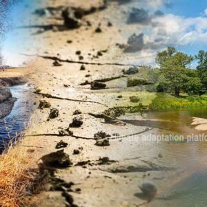 Battling Water-Thirsty Invaders – South Africa’s Struggle for Water