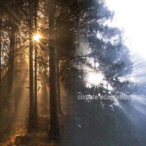 Is Climate Change Causing Unusual Tree Deaths Across Australia?