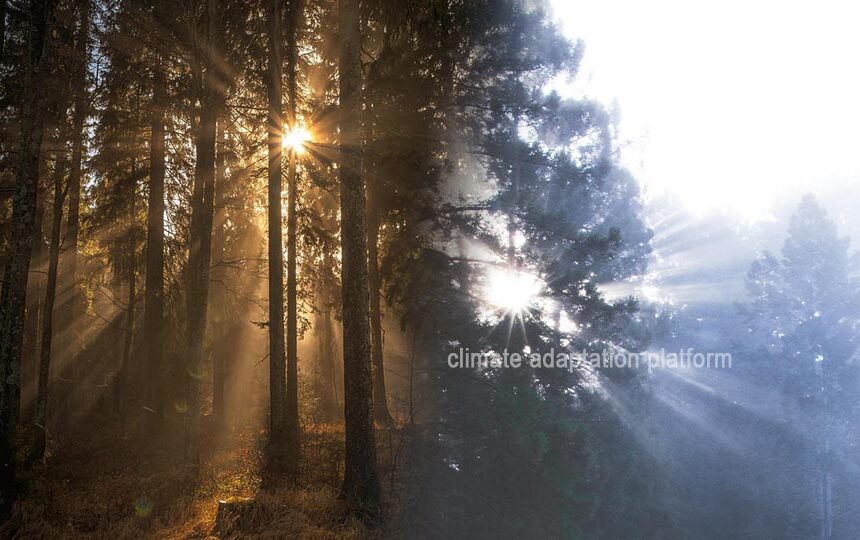 Is Climate Change Causing Unusual Tree Deaths Across Australia?