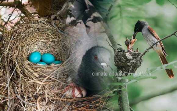 Climate Adaptation, Phenology and Animal Population Resilience