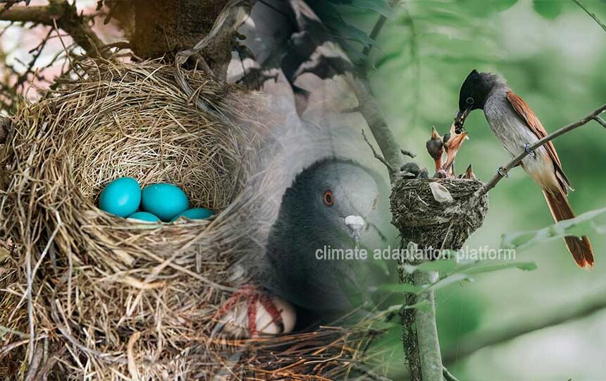 climate adaptation Climate Adaptation Through Phenology Climate Adaptation, Phenology and Animal Population Resilience