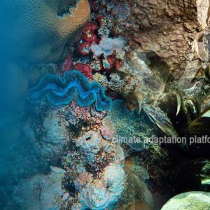 How Climate Change Threatens Bivalve Nutrition and Global Diets