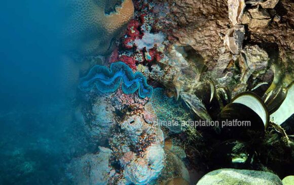 How Climate Change Threatens Bivalve Nutrition and Global Diets