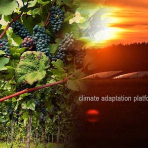 How Vitivoltaics Are Strengthening Climate-Resilient Winemaking