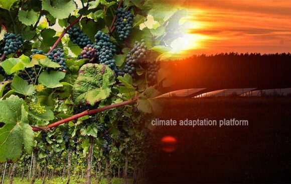 How Vitivoltaics Are Strengthening Climate-Resilient Winemaking
