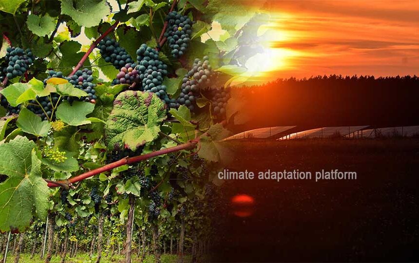 How Vitivoltaics Are Strengthening Climate-Resilient Winemaking