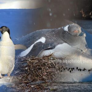 Antarctic Penguins Breed Earlier Adapting to Climate Change
