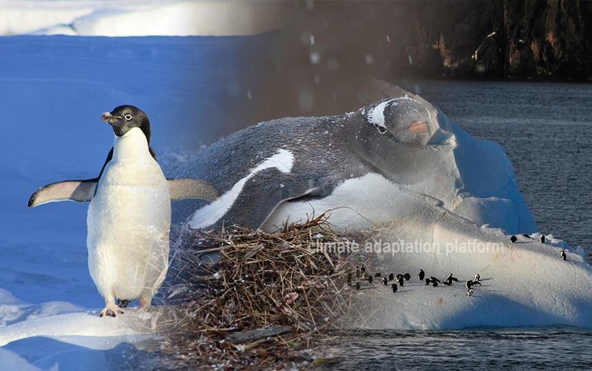 Antarctic Penguins Breed Earlier Adapting to Climate Change