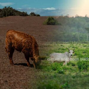 Silvopasture’s Climate Adaptation, Mitigation, and Economic Gains