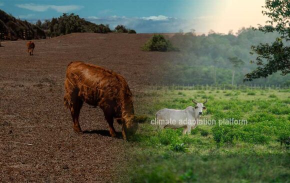 Silvopasture’s Climate Adaptation, Mitigation, and Economic Gains