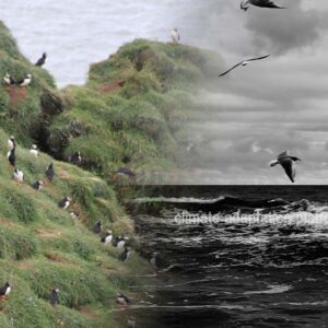 Aged Dropping Reveals How Seabirds Respond to Climate Change