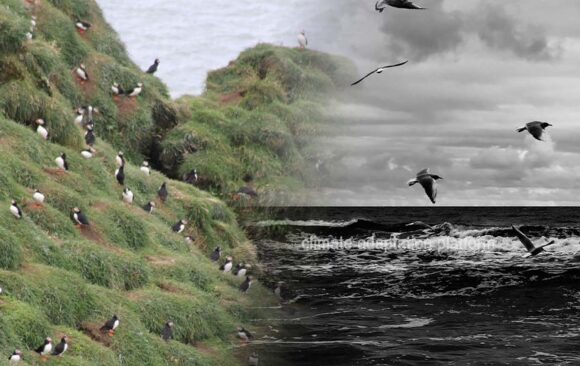 Aged Dropping Reveals How Seabirds Respond to Climate Change