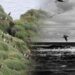 Aged Dropping Reveals How Seabirds Respond to Climate Change