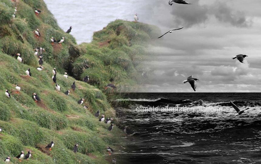 Aged Dropping Reveals How Seabirds Respond to Climate Change