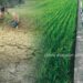 How Climate Change Is Reshaping Agricultural Water Management