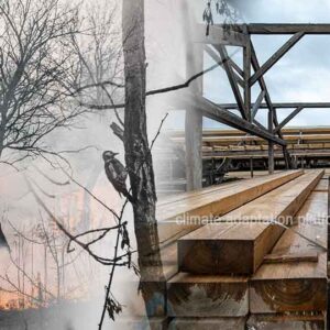 Debate Grows Over Using Burned Forests for Wood Pellets in Canada