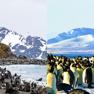climate adaptation emperor penguins fur seals antartica climate adaptation emperor penguins fur seals antartica