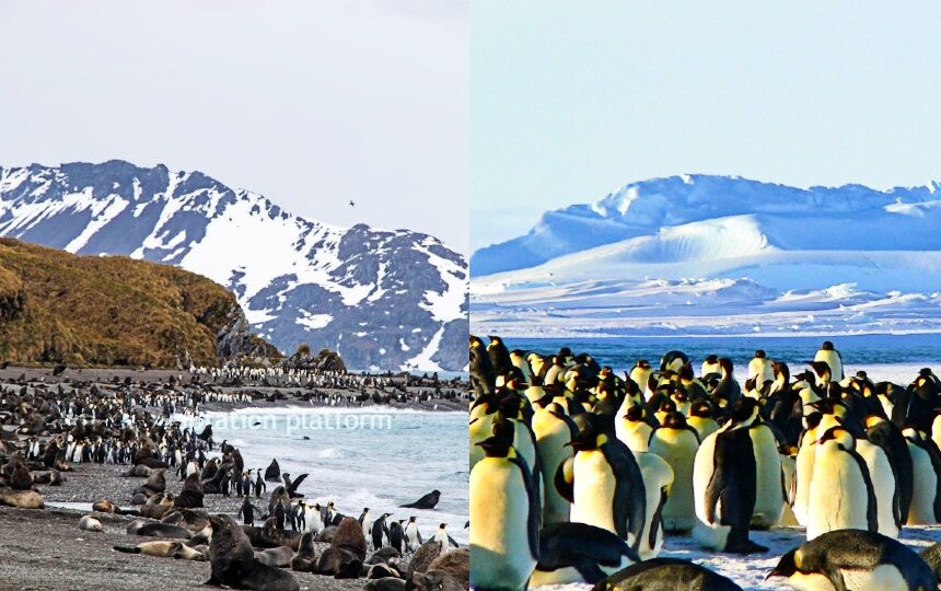 climate adaptation emperor penguins fur seals antartica climate adaptation emperor penguins fur seals antartica