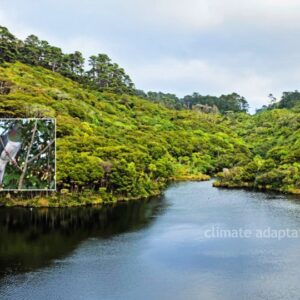 climate adaptation native forest phenology nz