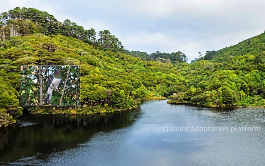 climate adaptation native forest phenology nz