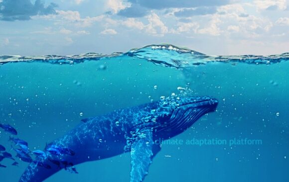 Climate Change Alters Phytoplankton’s Nutrient Composition