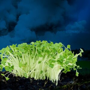 climate adaptation plants adapt perish climate change