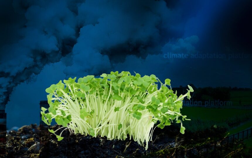 climate adaptation plants adapt perish climate change