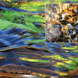 Is Seaweed Oil the Future of Biofuels in Aviation and Shipping?