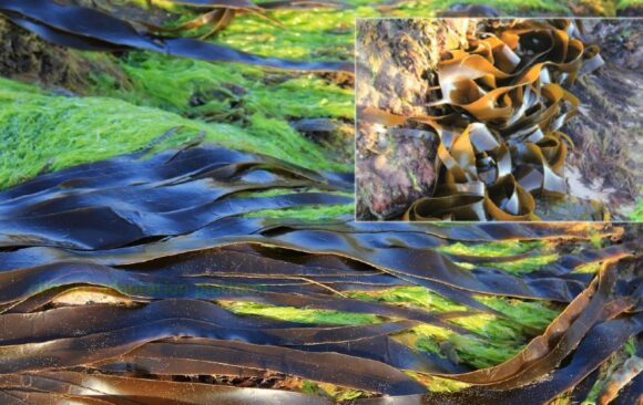 Is Seaweed Oil the Future of Biofuels in Aviation and Shipping?