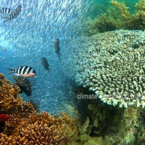 Saving Coral Reefs—Adaptation Strategies in a Warming Ocean