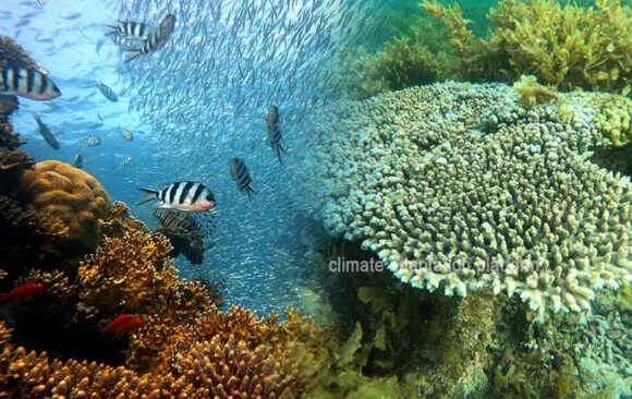 Saving Coral Reefs—Adaptation Strategies in a Warming Ocean