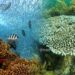 Saving Coral Reefs—Adaptation Strategies in a Warming Ocean