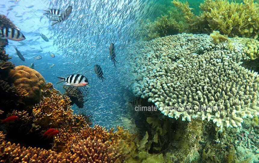 Saving Coral Reefs—Adaptation Strategies in a Warming Ocean