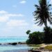 Climate Change Challenge Kiribati’s Tuna-Dependent Economy