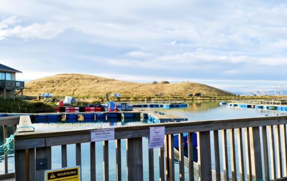 climate adaptation new zealand aquaculture mitochondrial