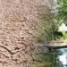 Building Resilience—Lessons from Cispatá Bay’s Climate and Conflict Response
